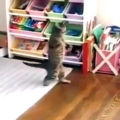 Best Vines for FUNNYCAT Compilation - August 31, 2015 Monday Night