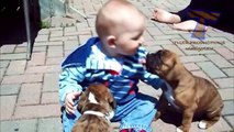 Funny babies annoying dogs - Cute dog & baby compilation
