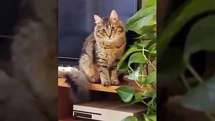 Funniest And Cutest Dogs And Cats  Funny Pet Animals' Life Animals Videos Funny Animals Fun More (2)