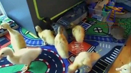 Cutest animal sounds - Funny and cute animal compilation