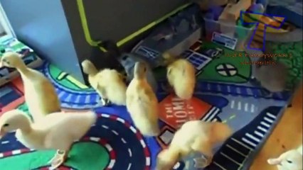 Cutest animal sounds   Funny and cute animal compilation