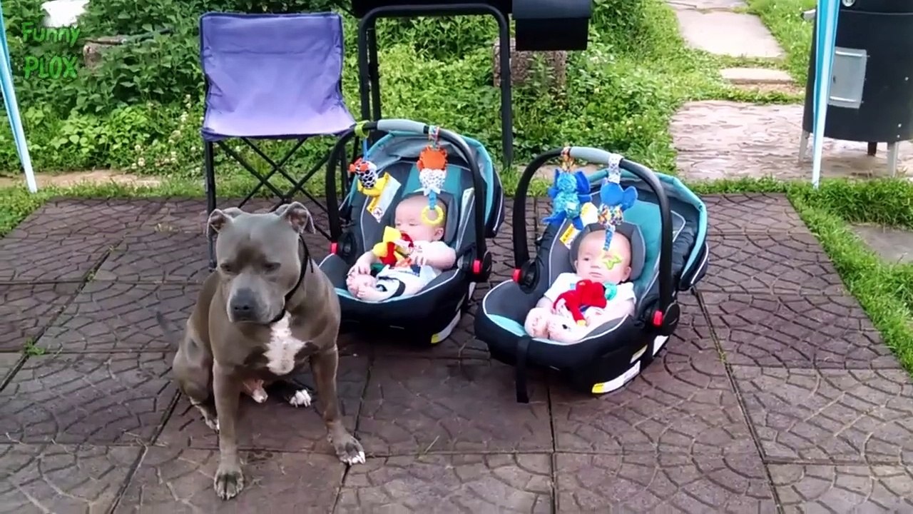 Funny Dogs Protecting Babies Compilation (2017) Vidéo Dailymotion