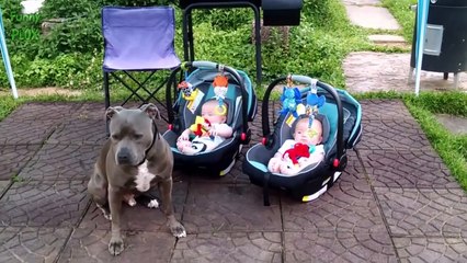 Funny Dogs Protecting Babies Compilation (2017)