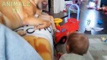 Funny Pitbulls and Cute Babies Compilation 2017