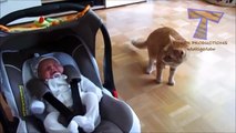 Funny Animals, Cats and dogs react to children, baby with tenderness animals