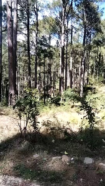 Kashmir velly beautiful video