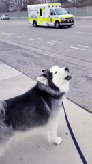 Animals Videos moment Funny Animals videos