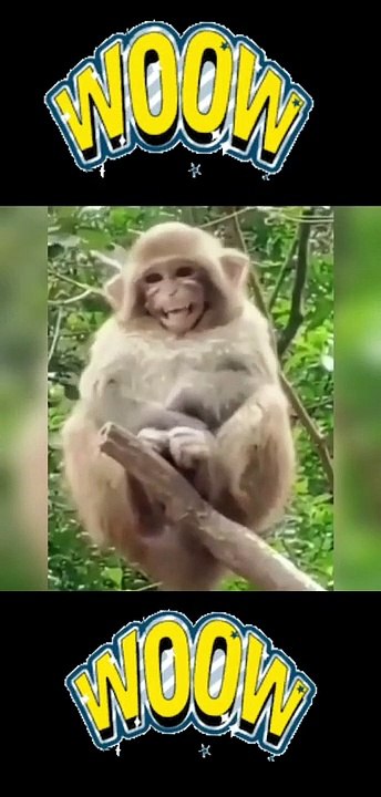 funny monkey videos.funny monkeys  will make you laugh hard