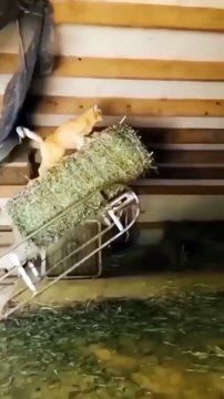 Amazing Funny Cats Rendom Viral Clips #funny Cute Cats