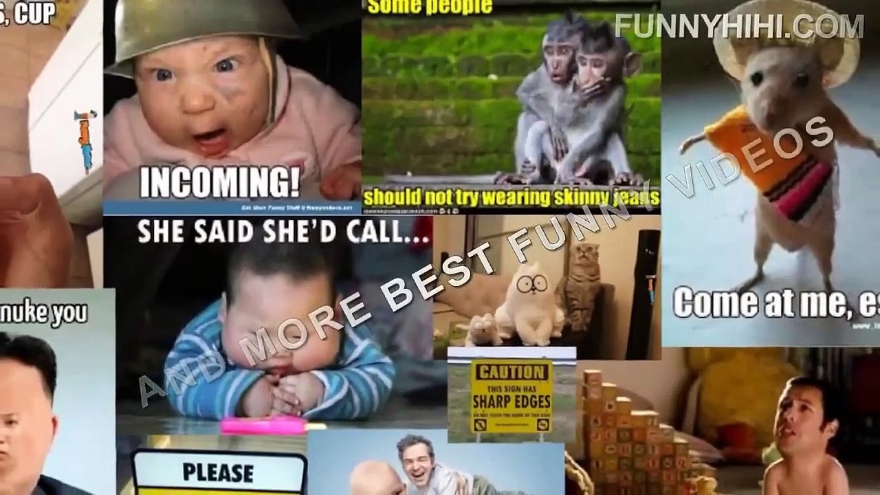 Funny Cats - Funny Cat Videos - Funny Animal Videos - Funny Dog - Funny Dogs and Cats (3)