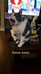 Animals Videos Cutes Animal