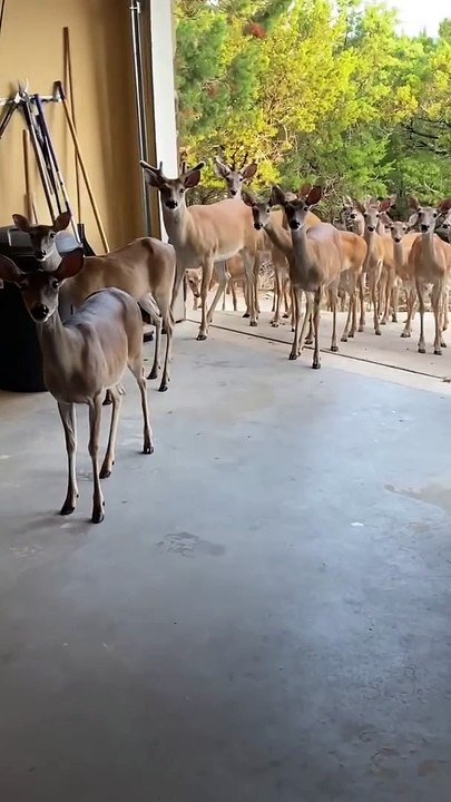 CuteSt  Animals