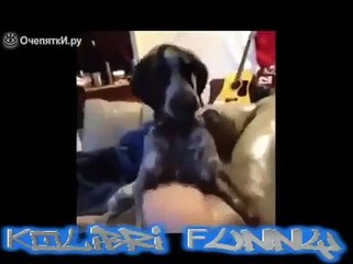 BEST FUNNY ANIMALS COMPILATION 2014  TOP 100 of short tricks with animals 2