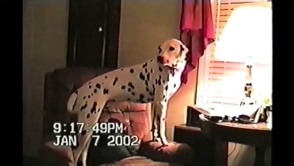 Funny Animal Video - Over 3 Minutter Av Morsomme Og Søte Dyr Øyeblikkene