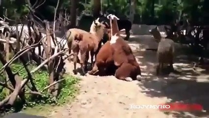 funny animal funny video funny clip best fun 2015 ✔31