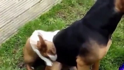 Funny Animal Moments 2015   Amusing animal for kids