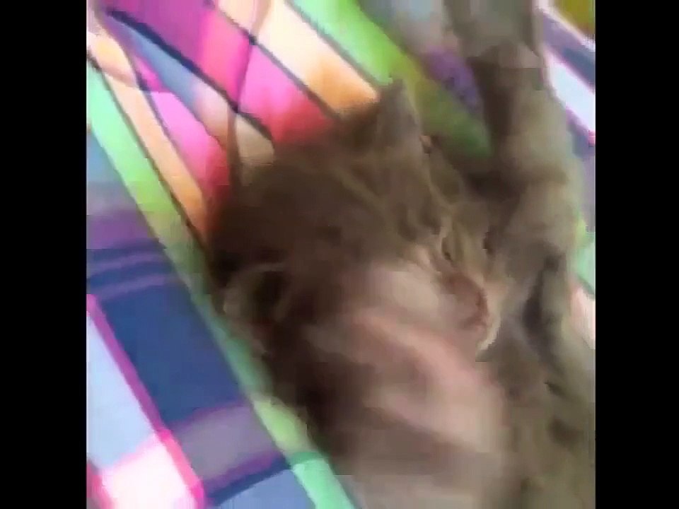 Funny Animal Vines Compilation 2015