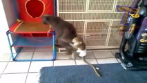 Monkeys annoying cats and dogs   Funny animal compilation 720p