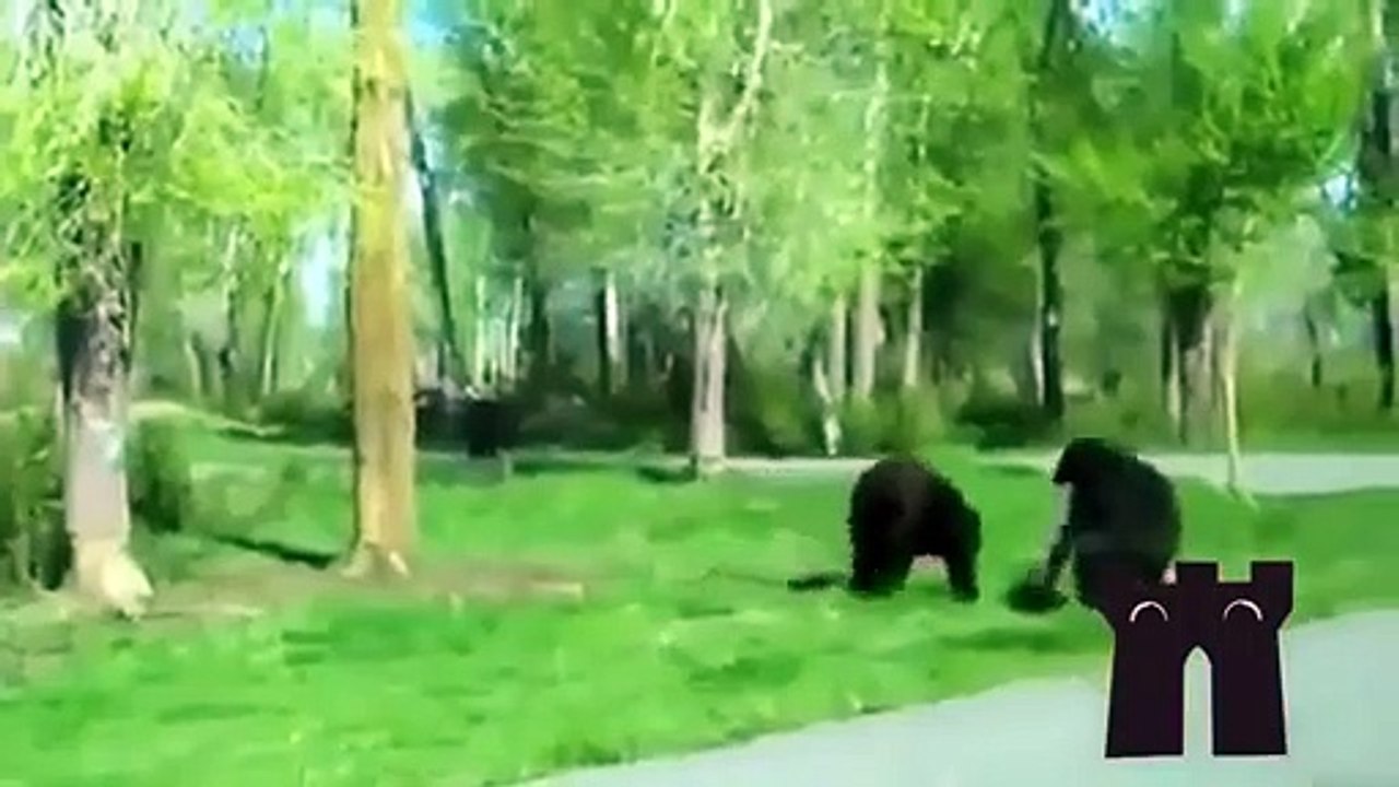 Funniest Animal Video Compilation