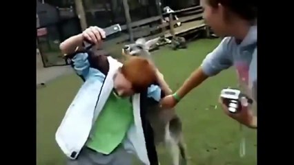 Best Funny Animals Doing Stupid Things