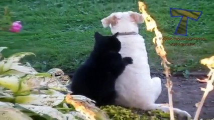 Funny cats massaging and petting dogs   Cute animal compilation