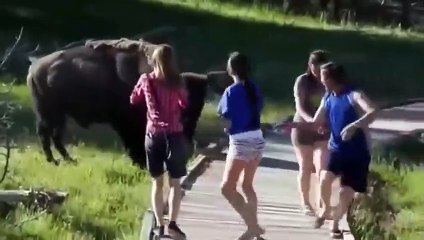 Best Funny Animals Doing Stupid Things 2014
