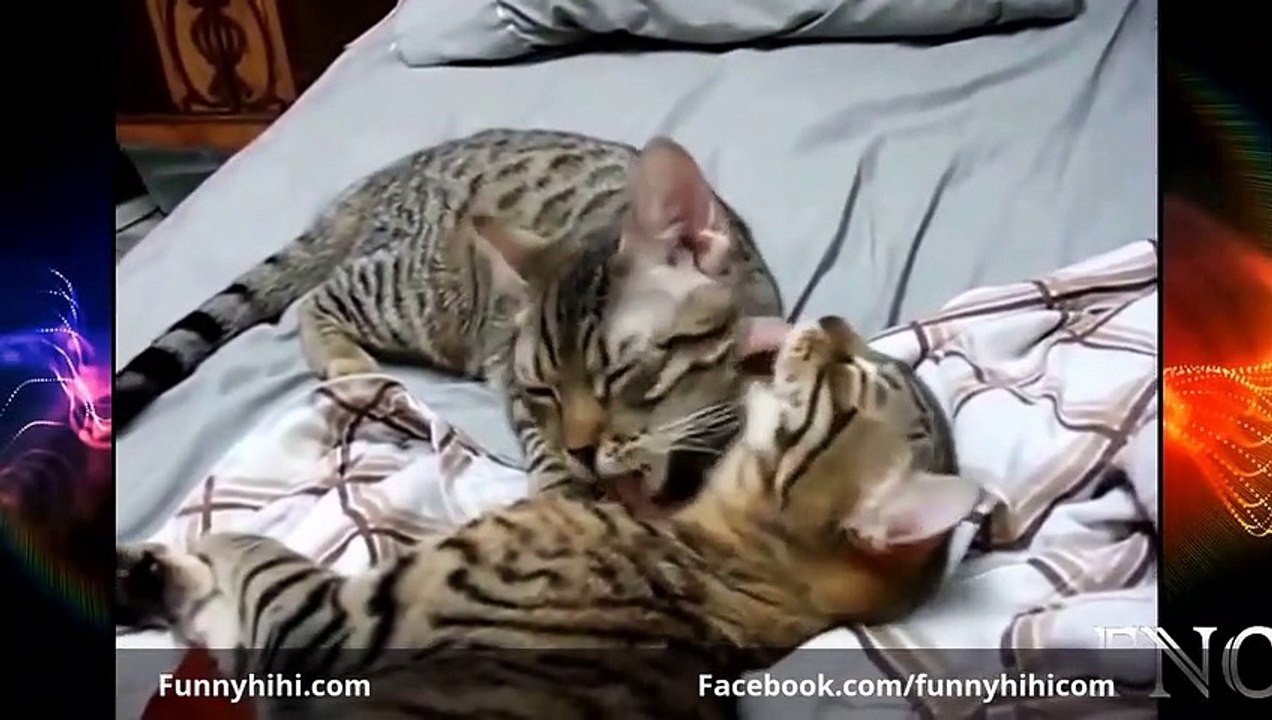 FUNNY ANIMALS Funny cat vines Funny animals compilation Funny cats 2015