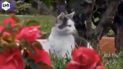 Funny cat - Funny cats videos - Funny cats compilation 2015 - Funny Animals Videos
