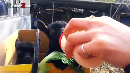 Cute Baby Goats - A Cute And Funny Baby Goats Compilation -- NEW HD