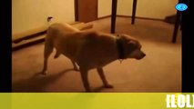 Top Funny Animal Videos   The Most Funniest Video Ever