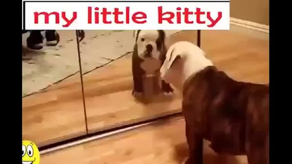 Funny Videos Compilation Funny Animal VS Mirror 2015