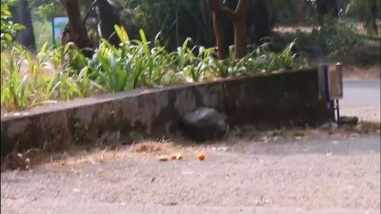 Monkey funny moments । monkey fun । monkey comedy