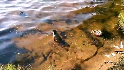 Приколы с животными  МОПС Funny animals