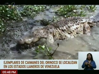 MINEC conmemora Día Nacional del Caimán del Orinoco, el cual se encuentra en peligro de extinción
