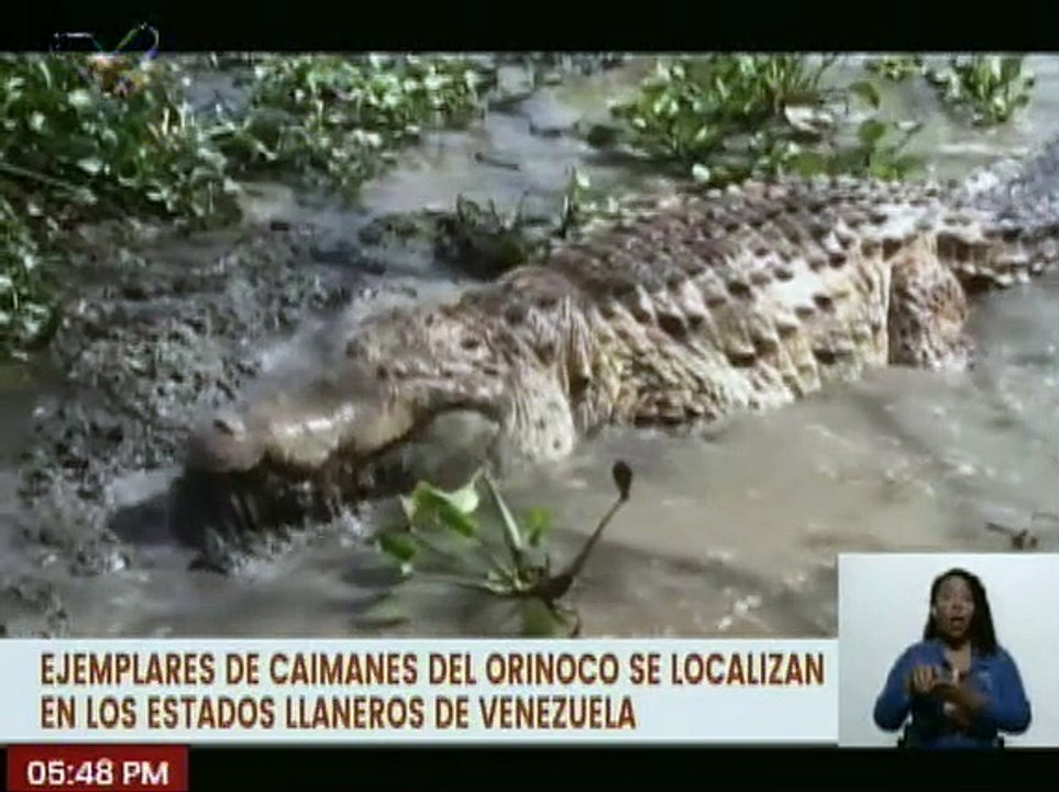 MINEC conmemora Día Nacional del Caimán del Orinoco, el cual se encuentra en peligro de extinción