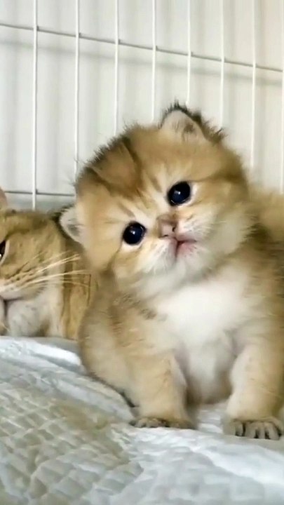 Little Kittens ❤️