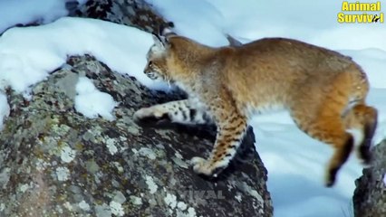 Lynx - Mysterious Animals And 9 Fierce Battles To Take Down Prey   Animal Fights
