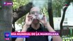 Colectivos llaman a la legalización de la marihuana en México
