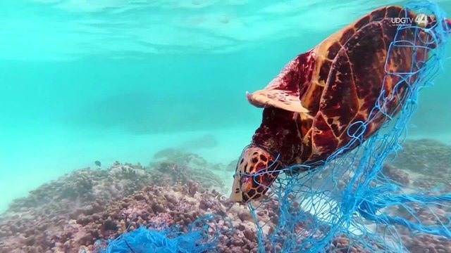 Lanzan programa de limpieza de mares en el Pacífico Central Mexicano