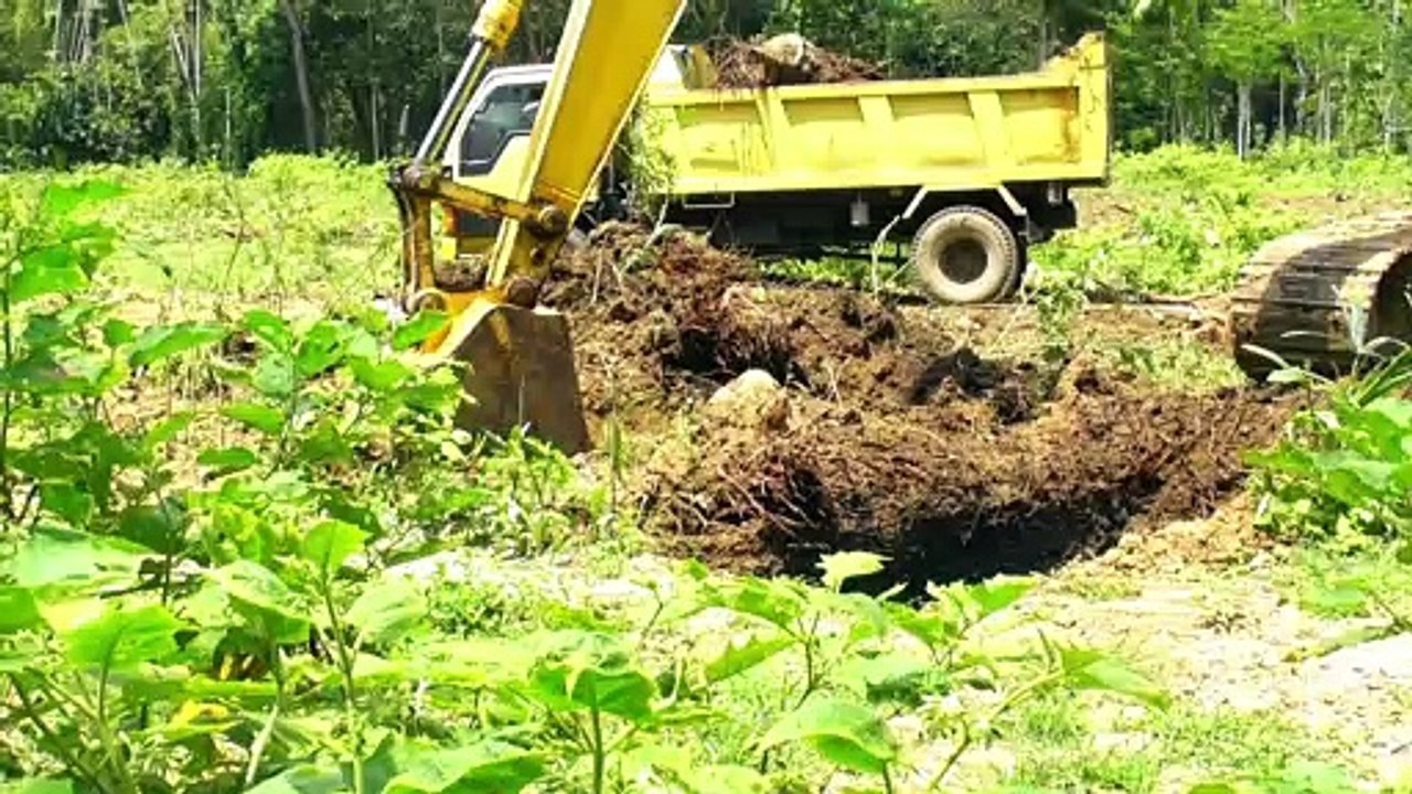 Komatsu PC 195 LC excavator digs coconut tree roots until it succeeds