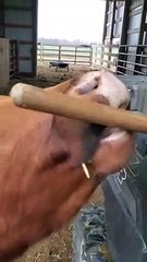 When Your Cows Won't Let You Clean the Barn