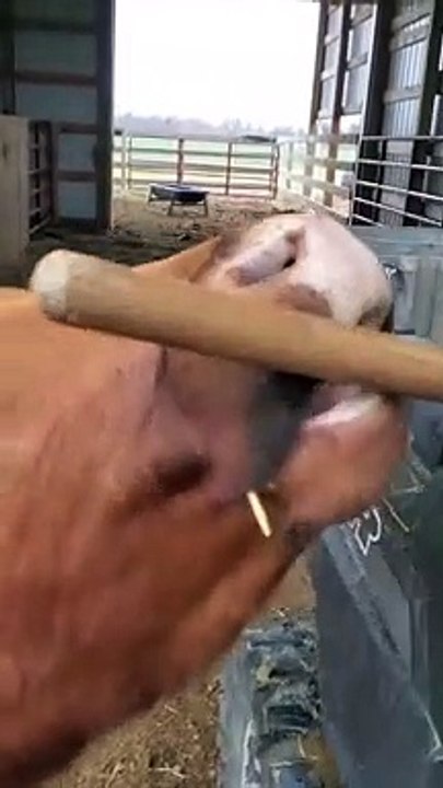 When Your Cows Won't Let You Clean the Barn