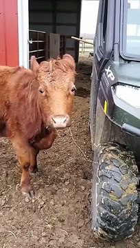 When Your Cows Won't Let You Clean the Barn