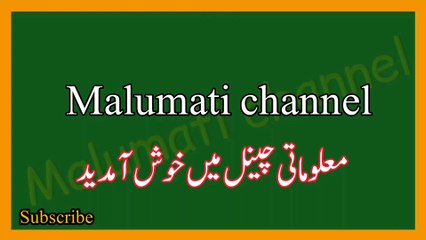 Dilchasp Islamic paheliyan in Urdu | islami Maloomati sawal jawab | Islamic question with answer
