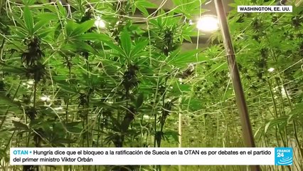 EE. UU.: negocio de la marihuana se ve afectado por un mercado sobresaturado