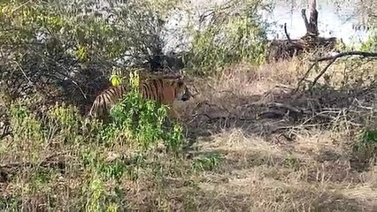 पर्यटकों को भायी रिद्धी व गणेश की अठखेलियां