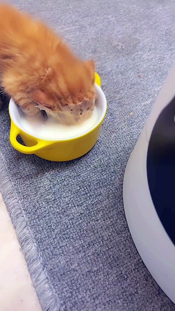 ⁣Cat Drinking Milk | Cat Funny Moments | Cute Pets | Funny Animals #animals #pets #cats #catvideos