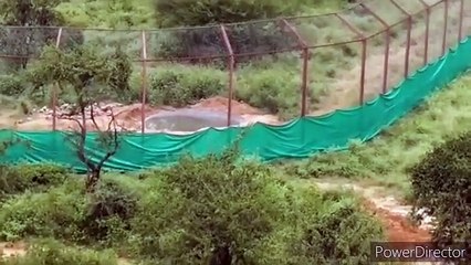 नियमों को ताक में रखकर वन विभाग प्राकृतिक टाइगर कोरिडोर पर बनाया एनक्लोजर व रेस्क्यू रूम