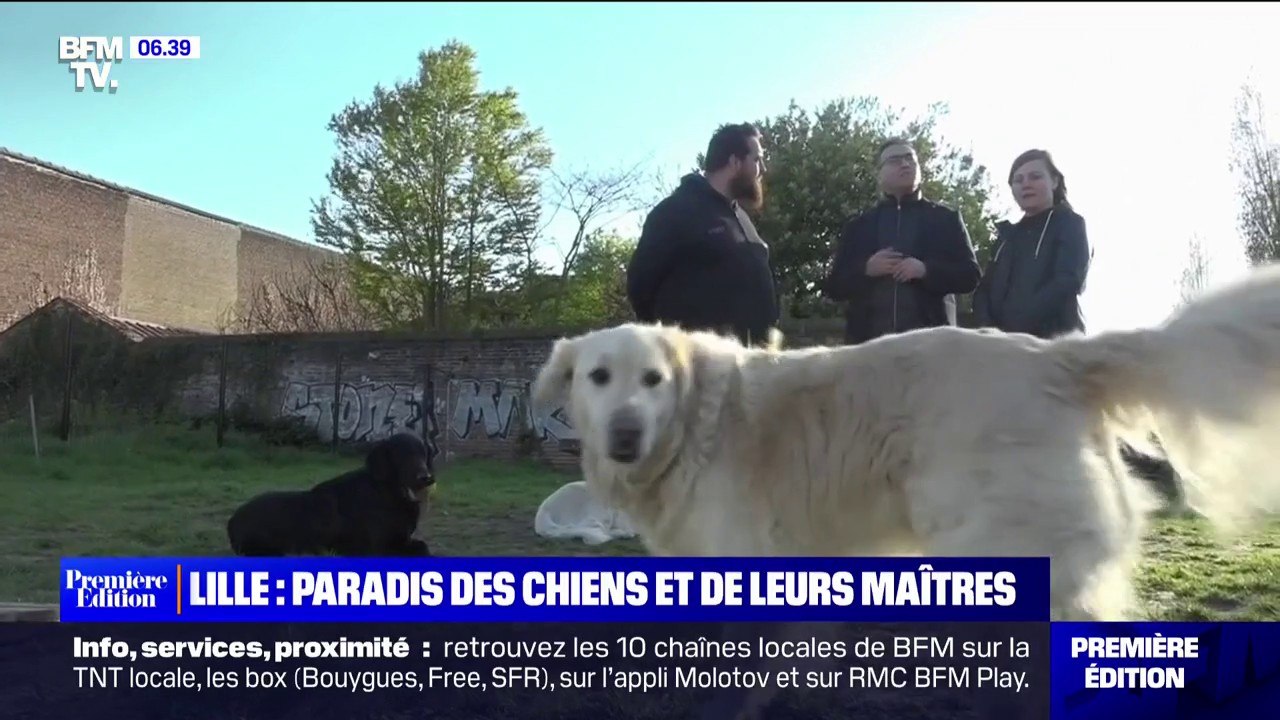 Lille, première ville de France où il fait bon vivre avec son chien d'après  "30 Millions d'amis" - Vidéo Dailymotion