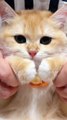 Cat Funny Moments | Cute Pets | Funny Animals #animals #pets #cats #cat #catvideos #cutepets #funny
